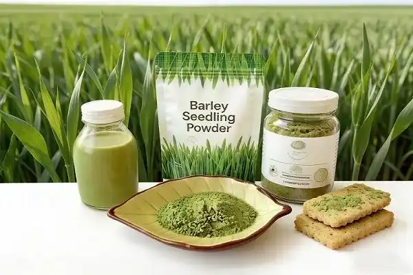 Bulk Barley Seedling Powder for Dietary Supplement Brands
